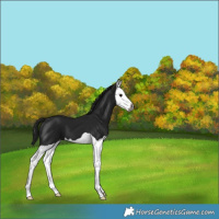 Horse Color:Gray Smoky Black Splash Varnish 