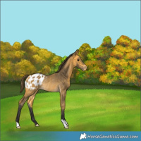 Horse Color:Buckskin Blanket Rabicano 
