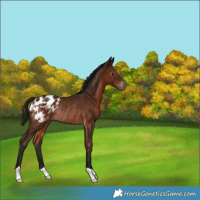 Horse Color:Gray Bay Appaloosa Rabicano 