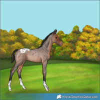Horse Color:Brown Roan Varnish Rabicano 