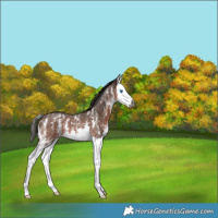 Horse Color:Gray Bay Sabino Splash Appaloosa 
