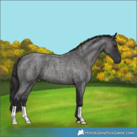 Horse Color:Smoky Blue Roan 