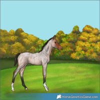 Horse Color:Bay Roan Varnish 
