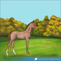 Horse Color:Red Roan Varnish 