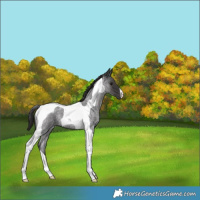 Horse Color:Smoky Blue Roan Tobiano 