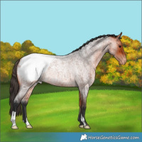 Horse Color:Bay Roan Appaloosa Rabicano 