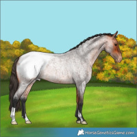 Horse Color:Bay Roan Appaloosa Rabicano