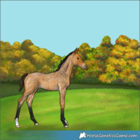 Horse Color:Gray Buckskin Roan Appaloosa 