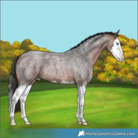 Horse Color:Bay Roan Splash Appaloosa 