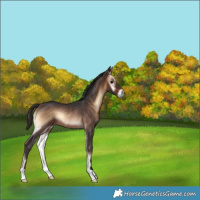 Horse Color:Bay Onyx Rabicano 