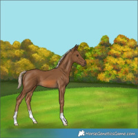 Horse Color:Chocolate Palomino 