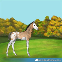 Horse Color:Gray Buckskin Roan Splash Appaloosa Rabicano 