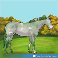 Horse Color:Watercolor White Spotted Bay Chinchilla 