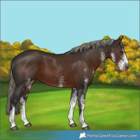 Horse Color:White Spotted Liver Chestnut Mushroom 