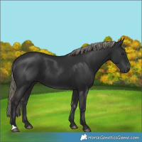 Horse Color:Liver Chestnut Mushroom 