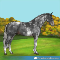 Horse Color:Gray White Spotted Silver Brown Mushroom Tobiano 