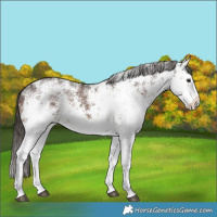 Horse Color:White Spotted Liver Chestnut Sabino 