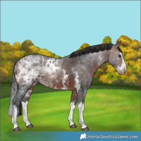 Horse Color:Brown Ice Sabino Splash Rabicano 