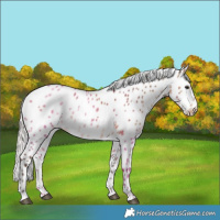 Horse Color:Silver Brown Dun Appaloosa 