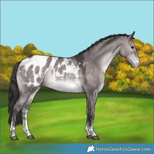 Horse Color:Platinum Brown Dun Sabino Blanket