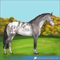 Horse Color:Platinum Brown Dun Sabino Appaloosa 
