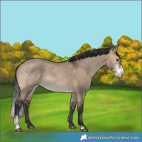 Horse Color:Brown Dun Sabino 