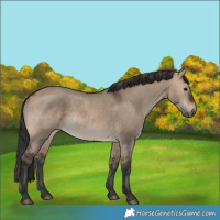 Horse Color:Brown Dun 