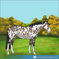 Horse Color:Brown Dun Sabino Near Leopard