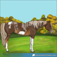 Horse Color:Powder White Chocolate Palomino Tobiano Frame 