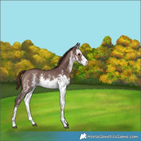 Horse Color:White Spotted Chocolate Brown Dun Sabino 