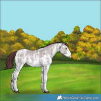Horse Color:Chocolate Grullo Chinchilla Sabino