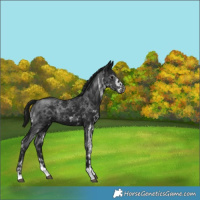 Horse Color:Gray White Spotted Black Mushroom 