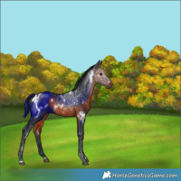 Horse Color:White Spotted Brown 
