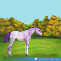 Horse Color:Watercolor White Spotted Brown Ice Appaloosa 