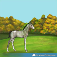 Horse Color:Liver Red Dun Ice Sabino Varnish Rabicano 