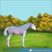Horse Color:Watercolor Silver Bay Dun Sabino Splash Rabicano 