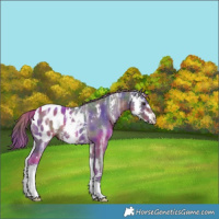Horse Color:Nacre Liver Chestnut Ice Sabino Blanket Rabicano 