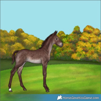 Horse Color:Gray Platinum Chocolate Bay 