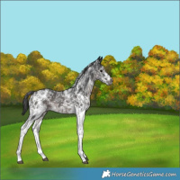 Horse Color:Gray Platinum Brown Sabino 