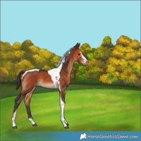 Horse Color:Bay Sabino Tobiano 