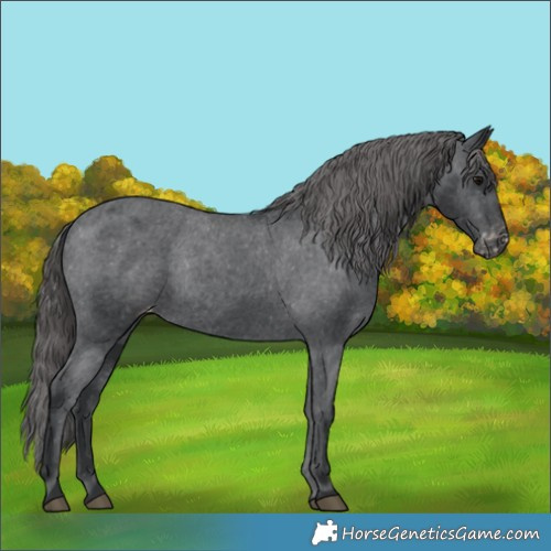 Horse Color:Black Appaloosa Rabicano