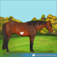 Horse Color:Bay Frame 