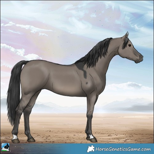 Horse Color:Grullo