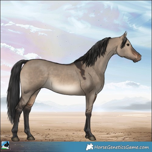 Horse Color:Brown Dun 
