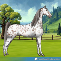Horse Color:Bay Appaloosa  and Bay Splash Appaloosa 