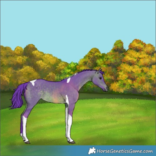 Horse Color:Watercolor Brown Dun Tobiano 
