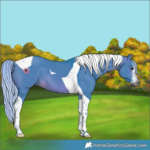 Horse Color:Gray Watercolor White Spotted Silver Brown Dun Tobiano 