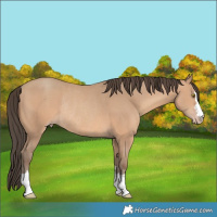 Horse Color:Amber Champagne Rabicano 