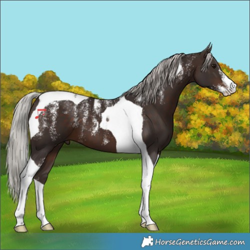 Horse Color:Powder White Silver Brown Tobiano 