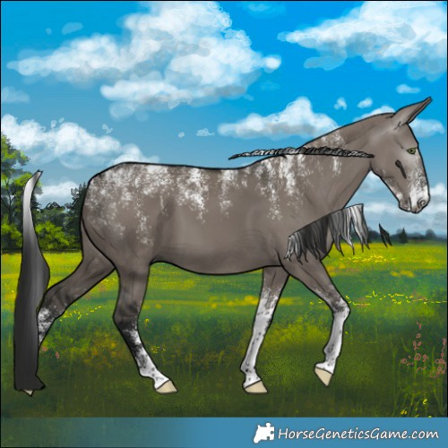 Horse Color:Powder White Gray Grullo 